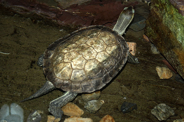 Żółw kaspijski (Mauremys caspica)