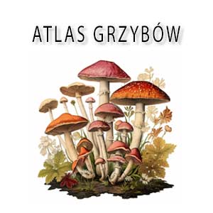 atlas grzybów
