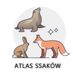 atlas ssaków