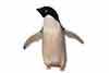 Pingwin Adeli, pingwin białooki