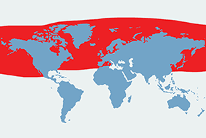 Alki - mapa występowania na świecie