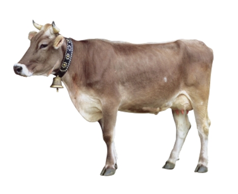 Bydło domowe (Bos taurus) Bydło domowe (Bos taurus)