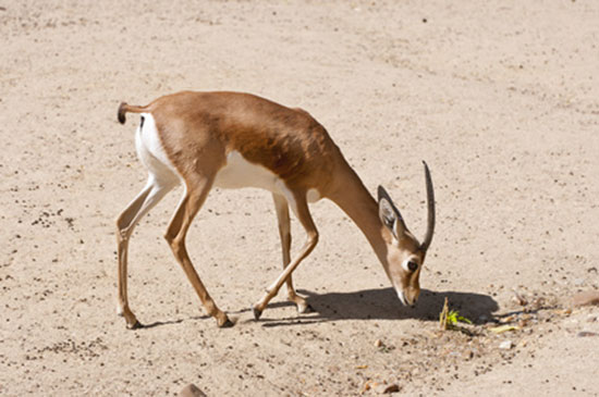 Gazela pustynna (Gazella dorcas)