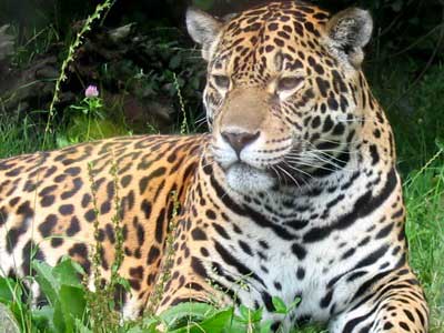 Jaguar on Po  Ywienie Jaguara Stanowi   Zwykle Du  E Ssaki  Tapiry  Kapibary