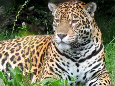 Jaguar on Po Ywienie Jaguara Stanowi Zwykle Du E Ssaki Tapiry Kapibary