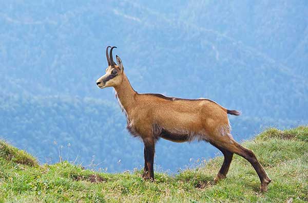 Kozica północna (Rupicapra rupicapra)