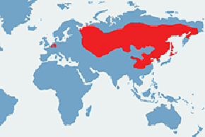 Burunduk syberyjski – mapa występowania na świecie