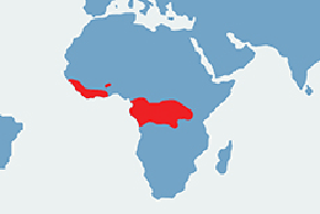 Łuskowiec olbrzymi – mapa występowania na świecie