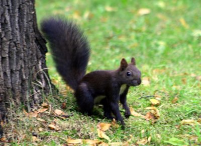 Wiewiórka pospolita (Sciurus vulgaris) Wiewiórka pospolita (Sciurus vulgaris)