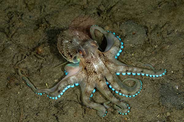(Amphioctopus marginatus)