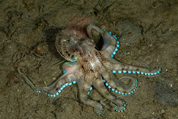  (Amphioctopus marginatus)