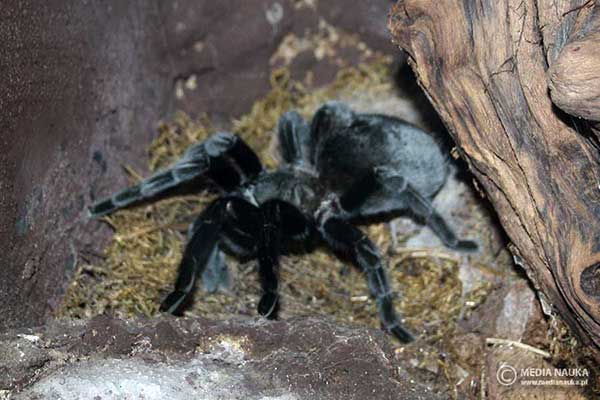 (Aphonopelma caniceps)