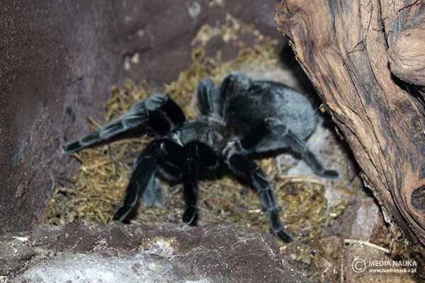  (Aphonopelma caniceps)