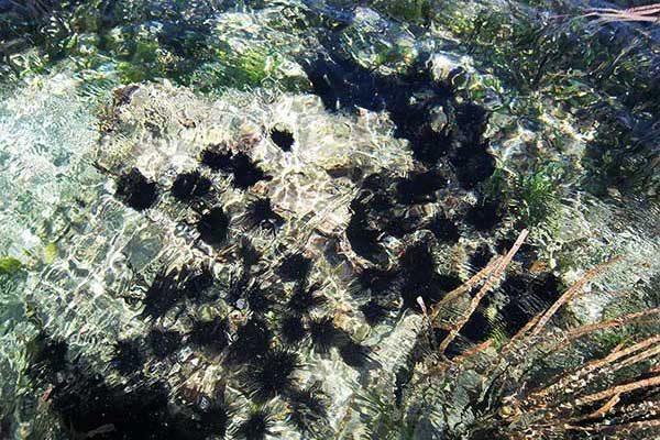 (Arbacia lixula)
