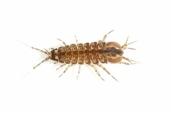 Ośliczka wodna, ośliczka pospolita (Asellus aquaticus)