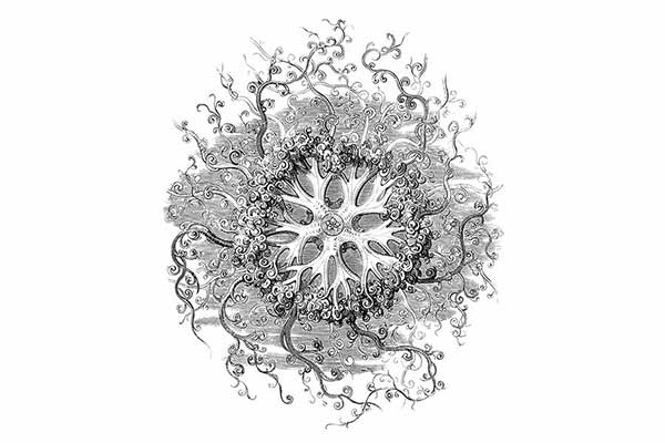 (Astrophyton verrucosum)