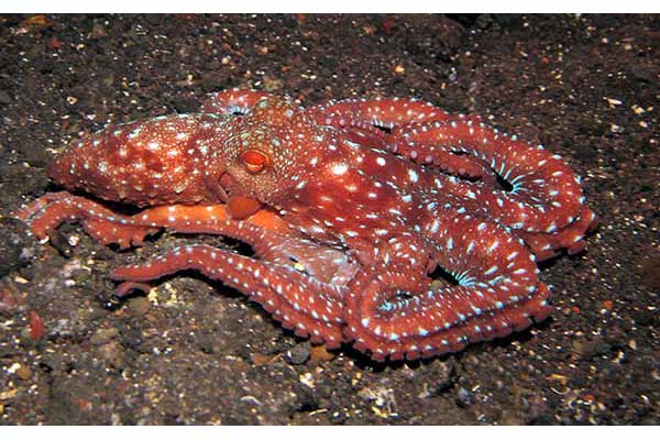  (Callistoctopus luteus)