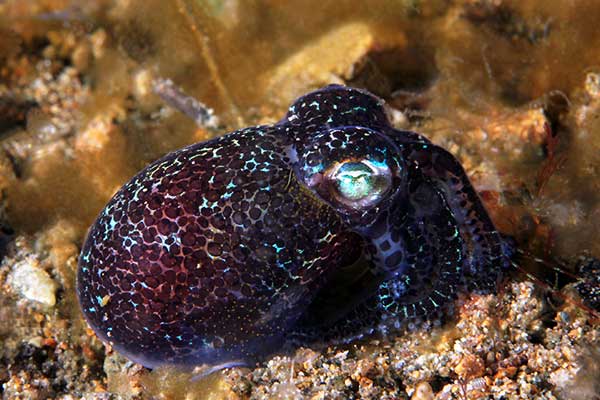 (Euprymna berryi)