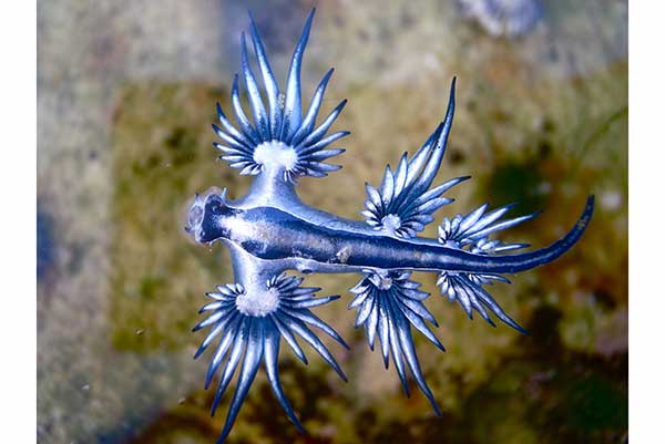 Niebieski smok, błękitny smok (Glaucus atlanticus)