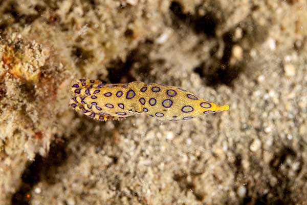  (Hapalochlaena lunulata)