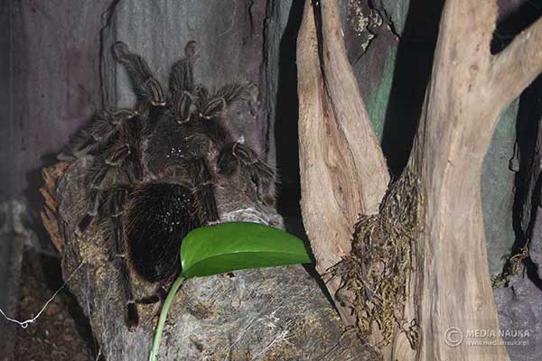 Ptasznik olbrzymi (Lasiodora parahybana)