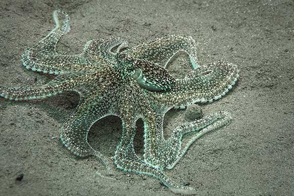 (Macrotritopus defilippi)