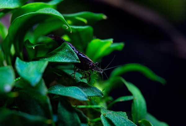 (Neocaridina spp.)