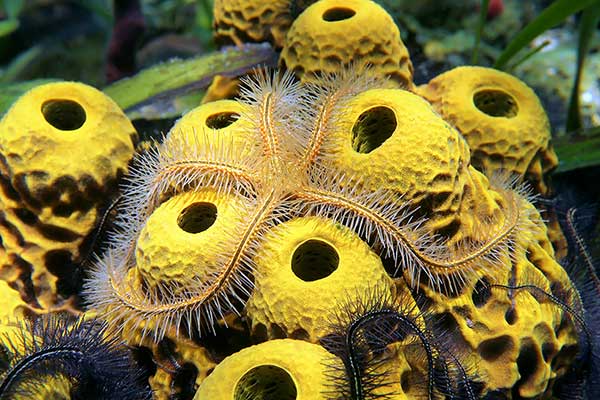 (Ophiothrix suensonii)