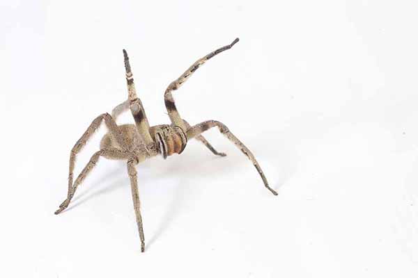 (Phoneutria nigriventer)