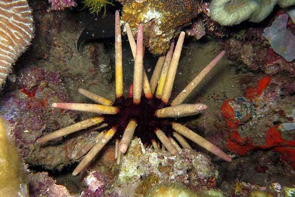 (Phyllacanthus imperialis)