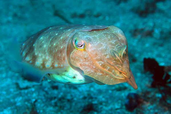 (Sepia latimanus)