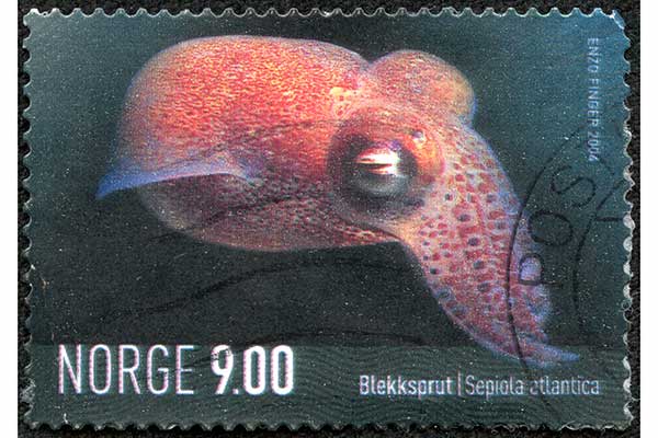 (Sepiola atlantica)