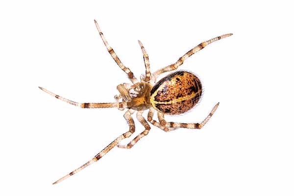 (Steatoda castanea)