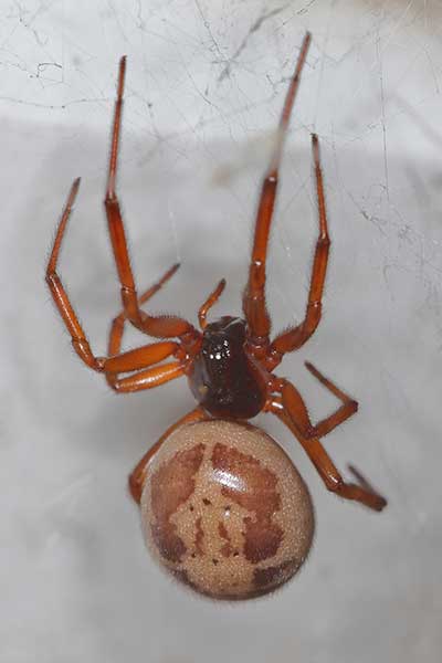 (Steatoda nobilis)