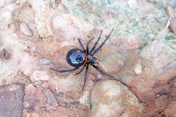 (Steatoda paykulliana)