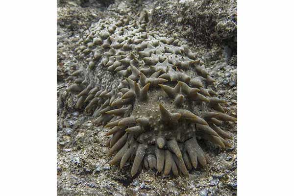 (Thelenota ananas)