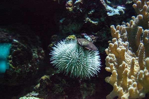 (Tripneustes ventricosus)