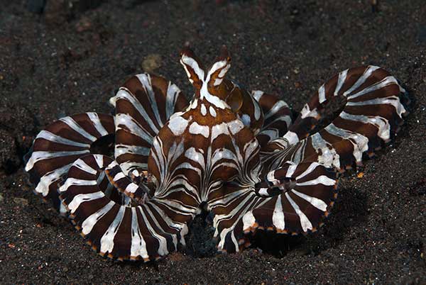 (Wunderpus photogenicus)