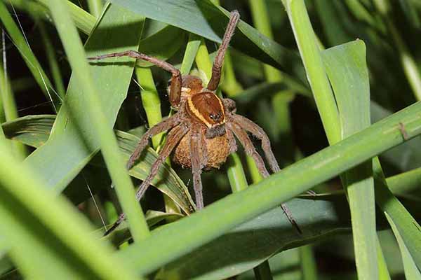 Bagnik nawodny (Dolomedes plantarius)