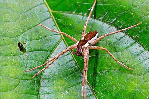 Bagnik przybrzeżny (Dolomedes fimbriatus)