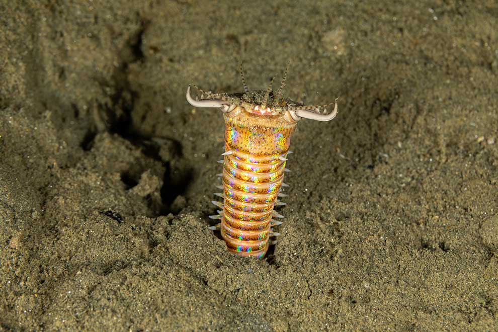 Eunice aphroditois