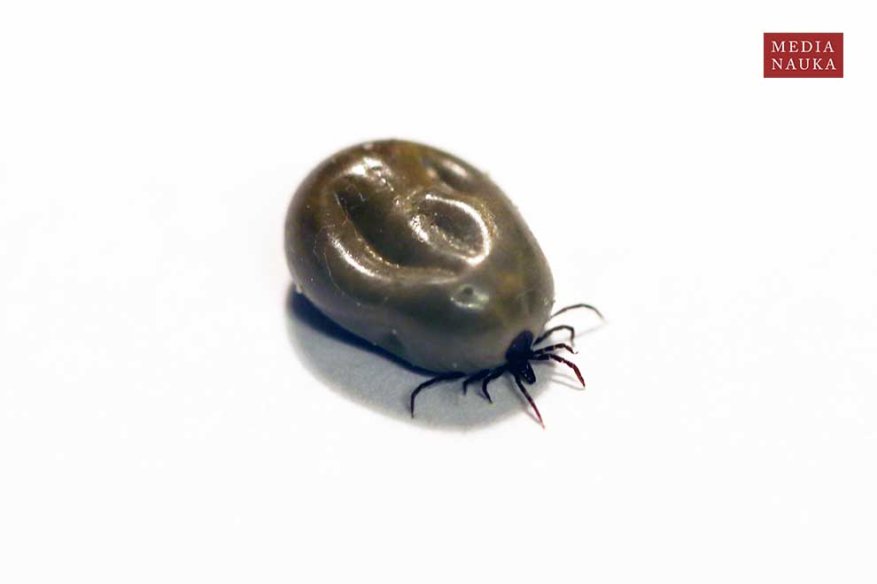kleszcz pastwiskowy, kleszcz pospolity (Ixodes ricinus)