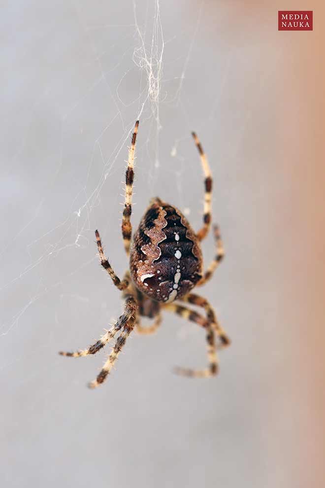 krzyżak ogrodowy (Araneus diadematus)