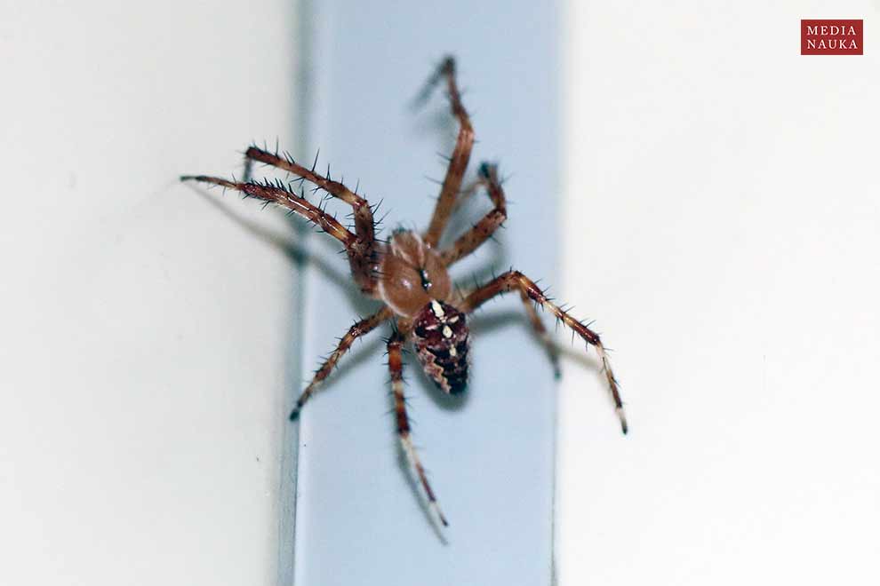 krzyżak ogrodowy (Araneus diadematus)
