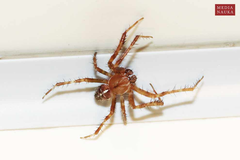 krzyżak ogrodowy (Araneus diadematus)