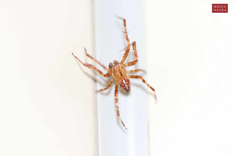 krzyżak ogrodowy (Araneus diadematus)