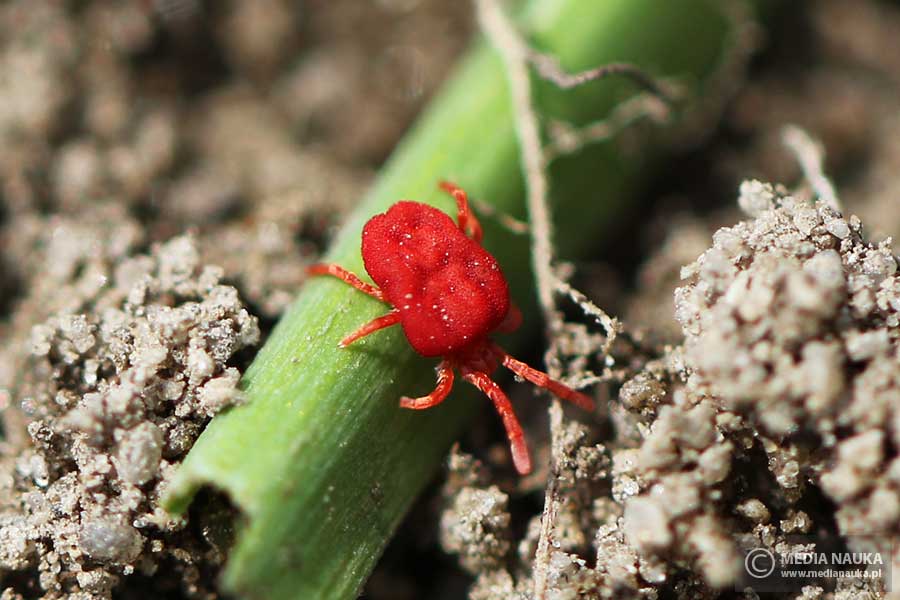 lądzień (Trombidium spp.)