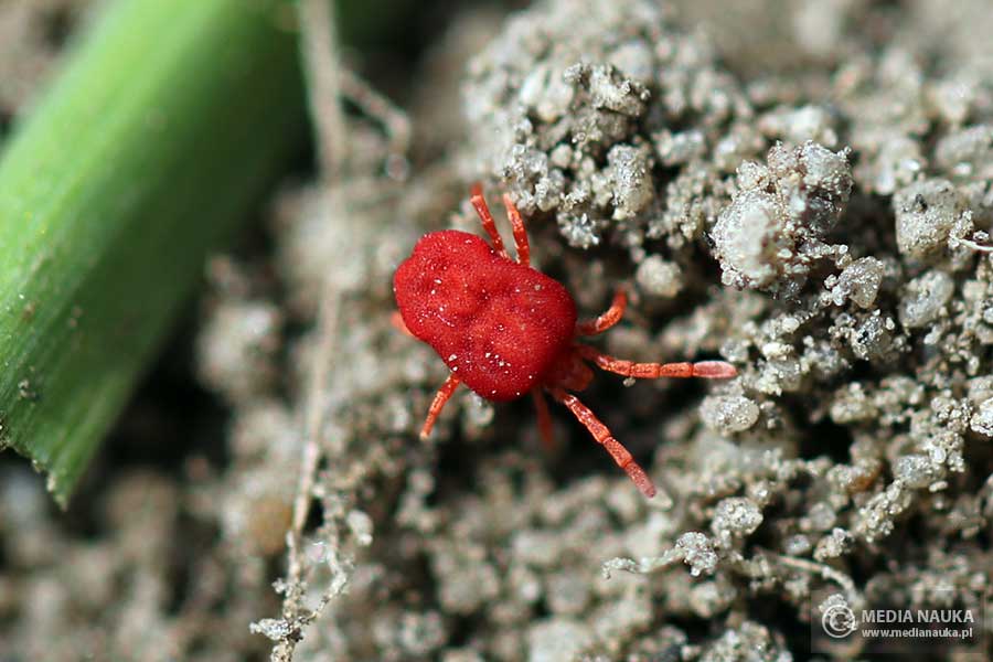 lądzień (Trombidium spp.)