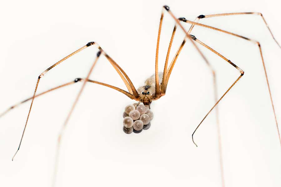 nasosznik trzęś (Pholcus phalangioides)