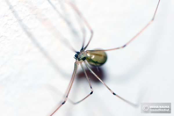 nasosznik trzęś (Pholcus phalangioides)